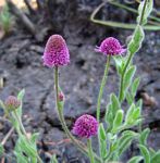 Sphaeranthus flexuosus