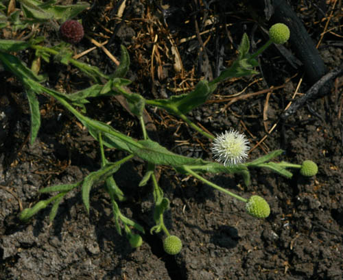 Sphaeranthus flexuosus