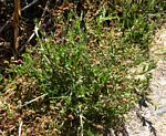 Sphaeranthus gazaensis