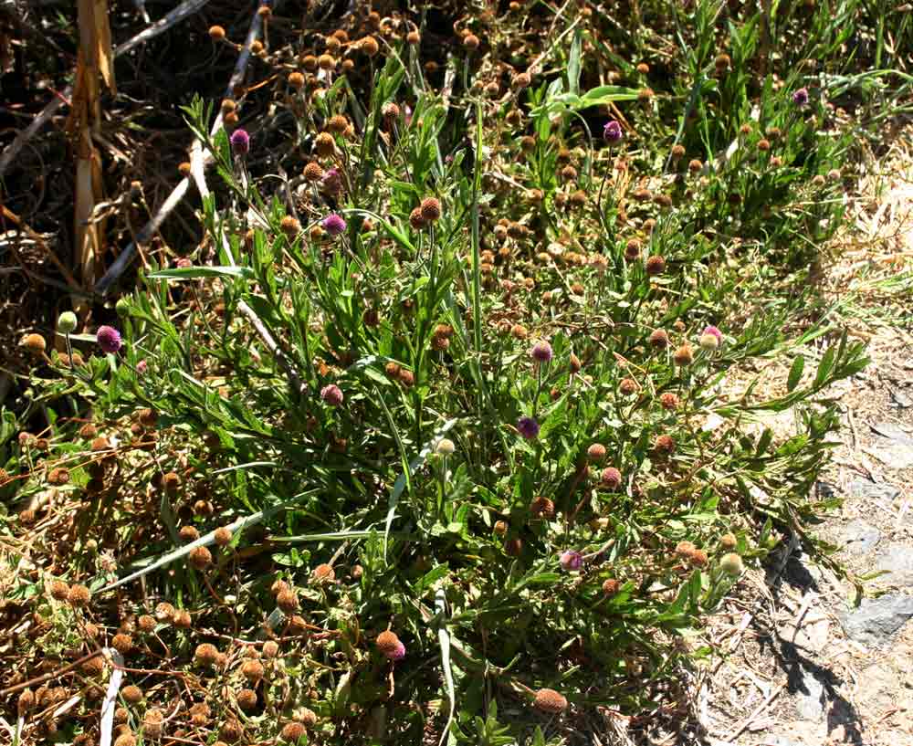 Sphaeranthus gazaensis
