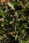 Sphaeranthus gazaensis