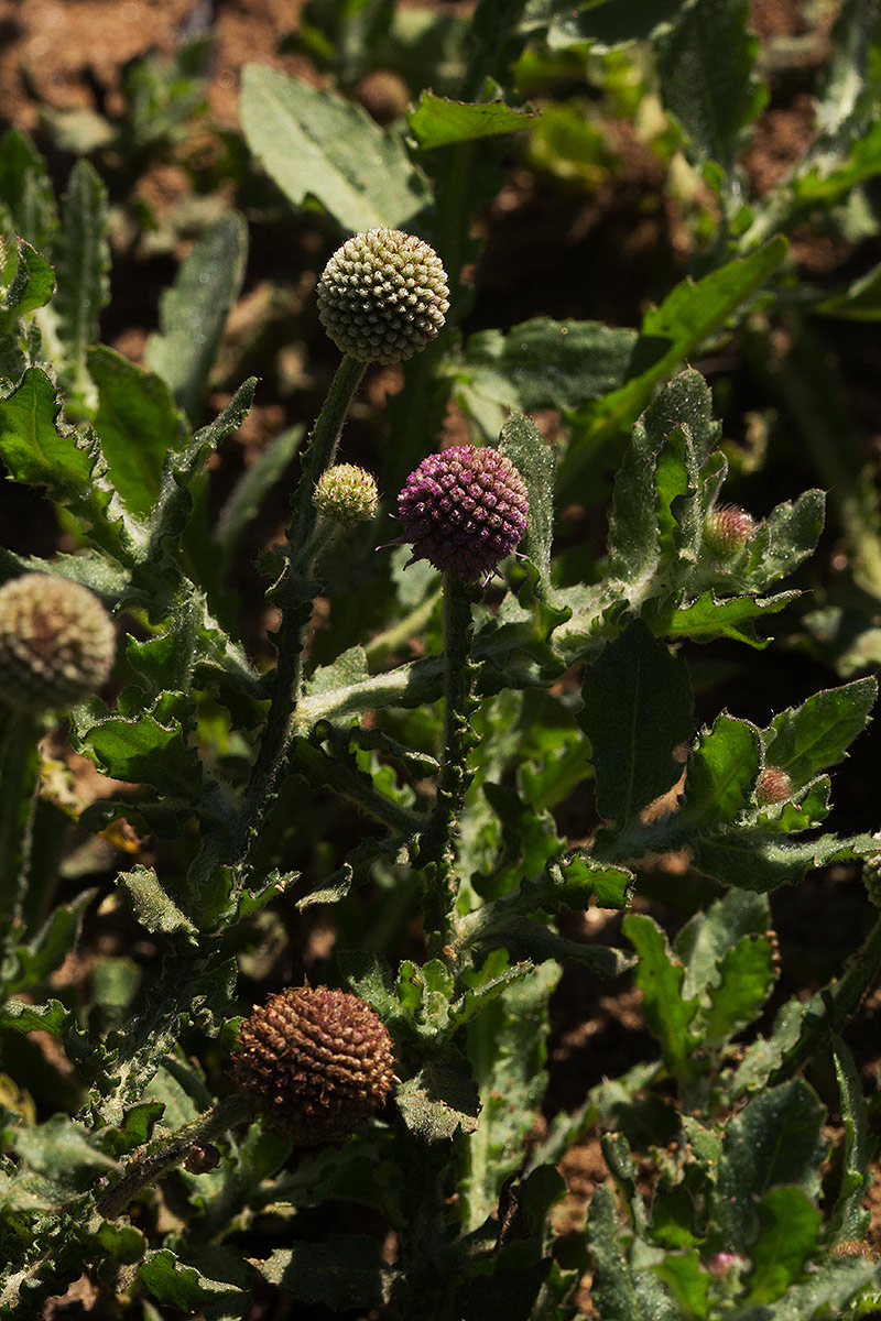 Sphaeranthus gazaensis