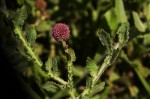 Sphaeranthus gazaensis