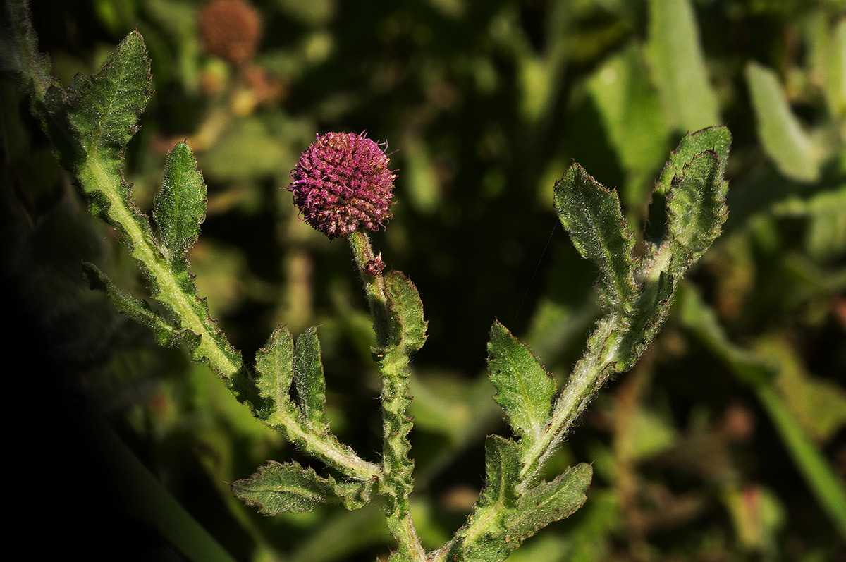 Sphaeranthus gazaensis