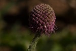 Sphaeranthus gazaensis
