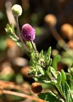 Sphaeranthus gazaensis
