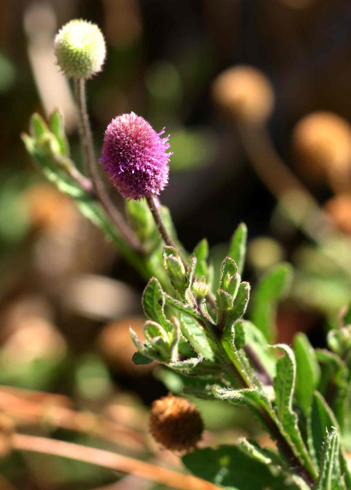 Sphaeranthus gazaensis
