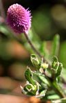 Sphaeranthus gazaensis