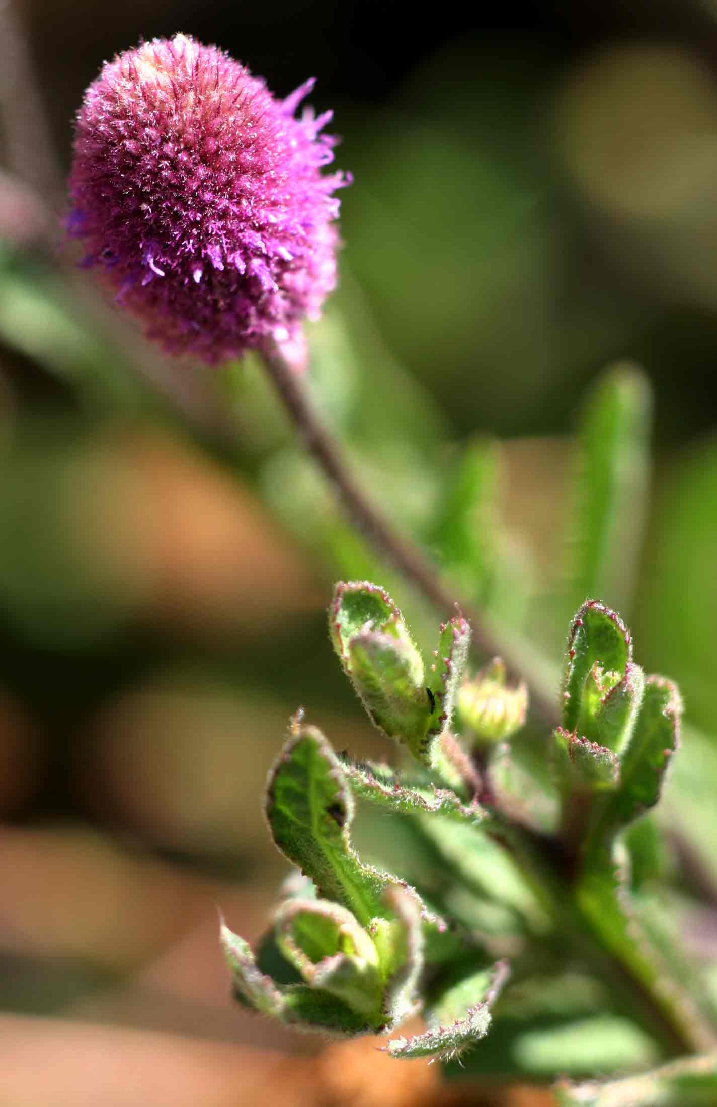 Sphaeranthus gazaensis