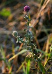 Sphaeranthus gazaensis