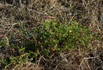 Sphaeranthus gazaensis