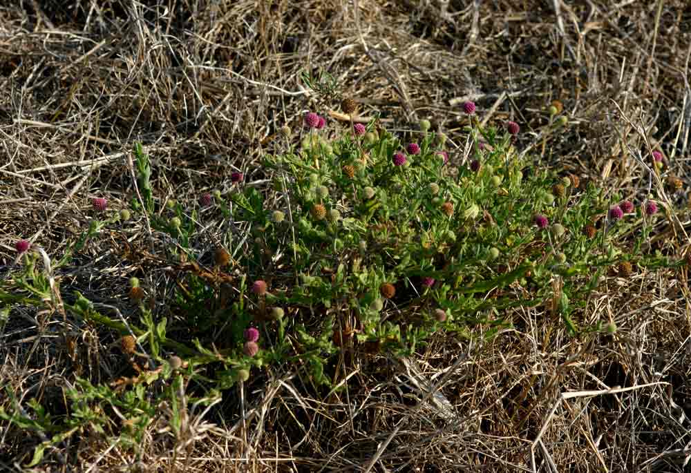 Sphaeranthus gazaensis