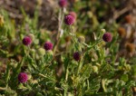 Sphaeranthus gazaensis