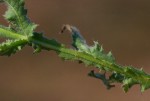 Sphaeranthus gazaensis