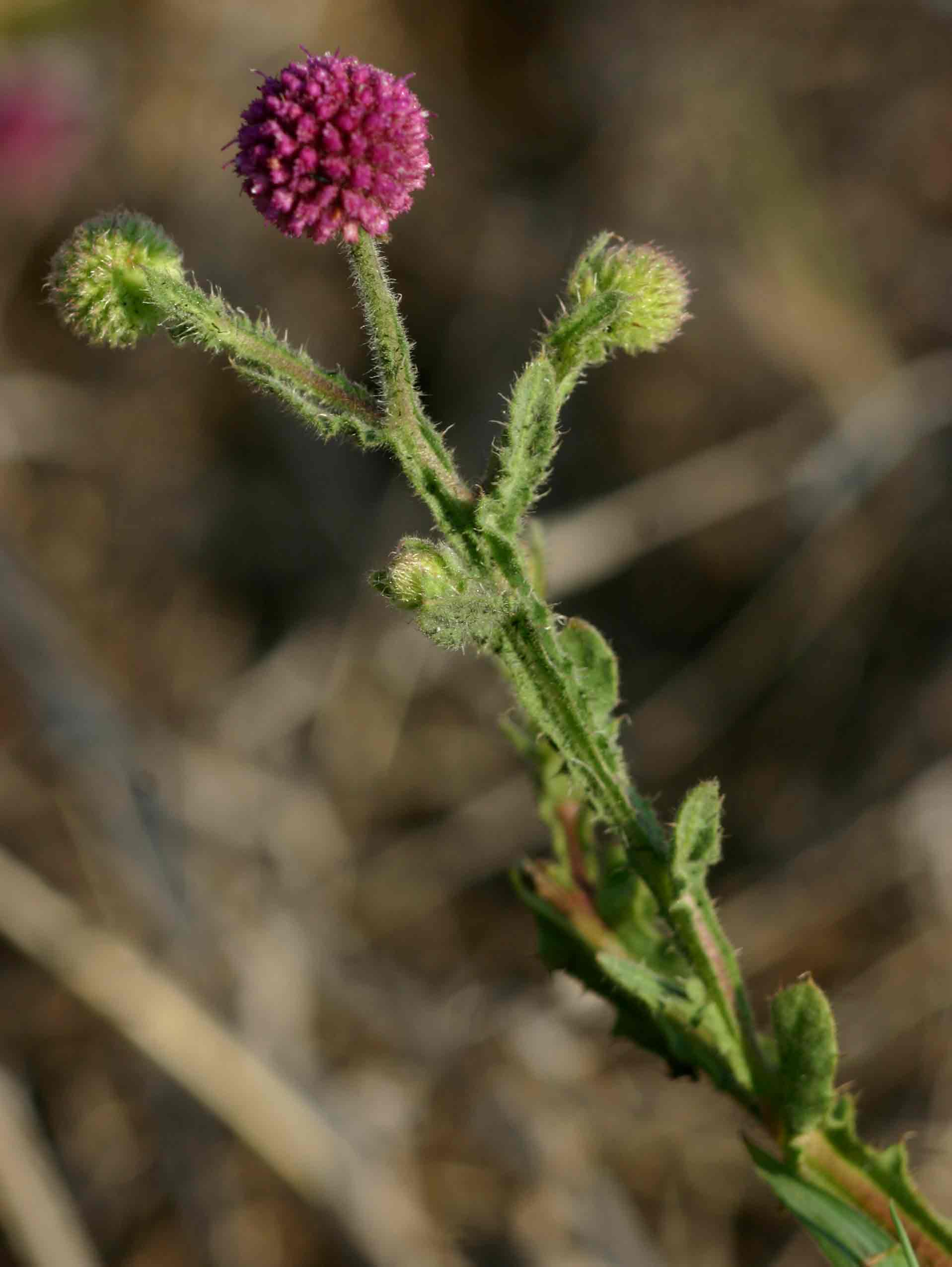 Sphaeranthus gazaensis