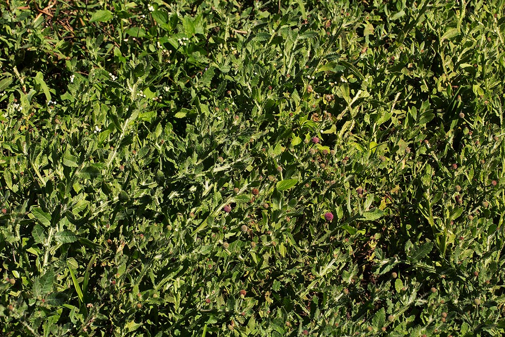 Sphaeranthus gazaensis