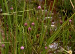 Sphaeranthus randii var. randii