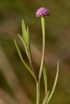 Sphaeranthus randii var. randii