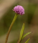 Sphaeranthus randii var. randii