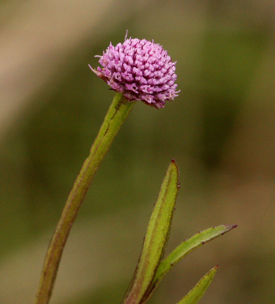 Sphaeranthus randii var. randii