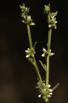 Neojeffreya decurrens