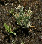 Gnaphalium polycaulon
