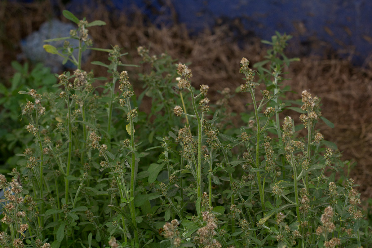 Gnaphalium purpureum