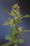 Gnaphalium purpureum