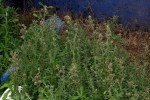 Gnaphalium purpureum