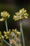 Pseudognaphalium luteo-album