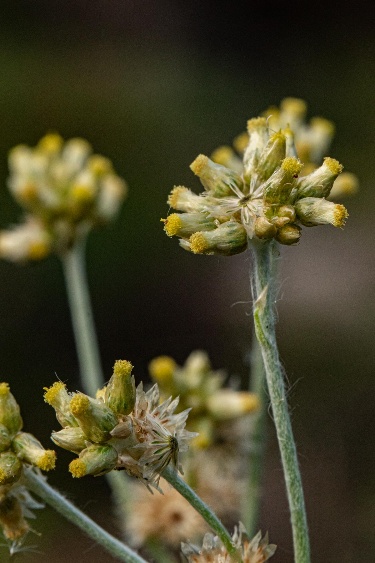 Pseudognaphalium luteo-album