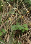 Pseudognaphalium luteo-album