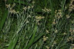Pseudognaphalium luteo-album