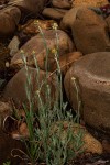 Pseudognaphalium luteo-album
