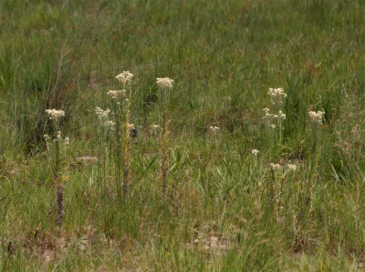 Pseudognaphalium oligandrum