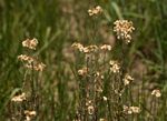 Pseudognaphalium oligandrum