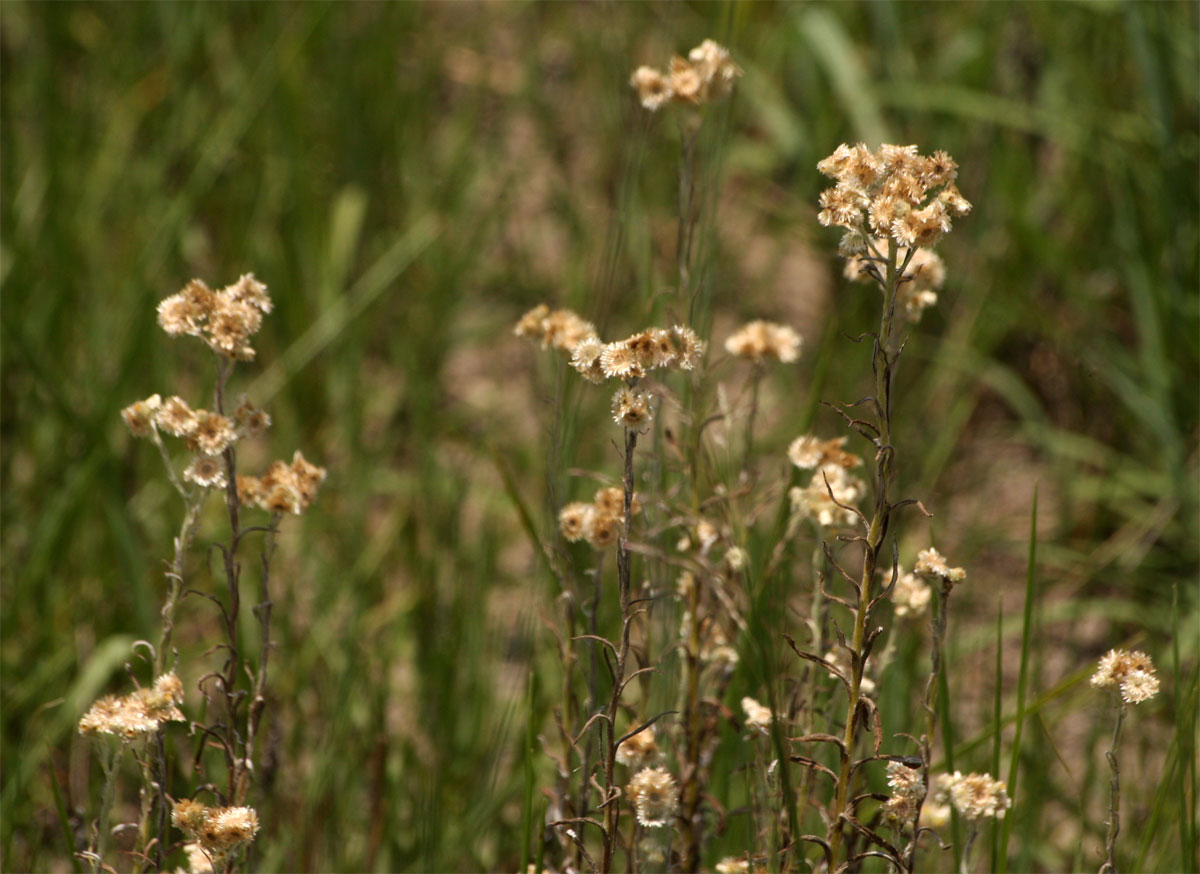Pseudognaphalium oligandrum