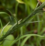 Helichrysum stenopterum