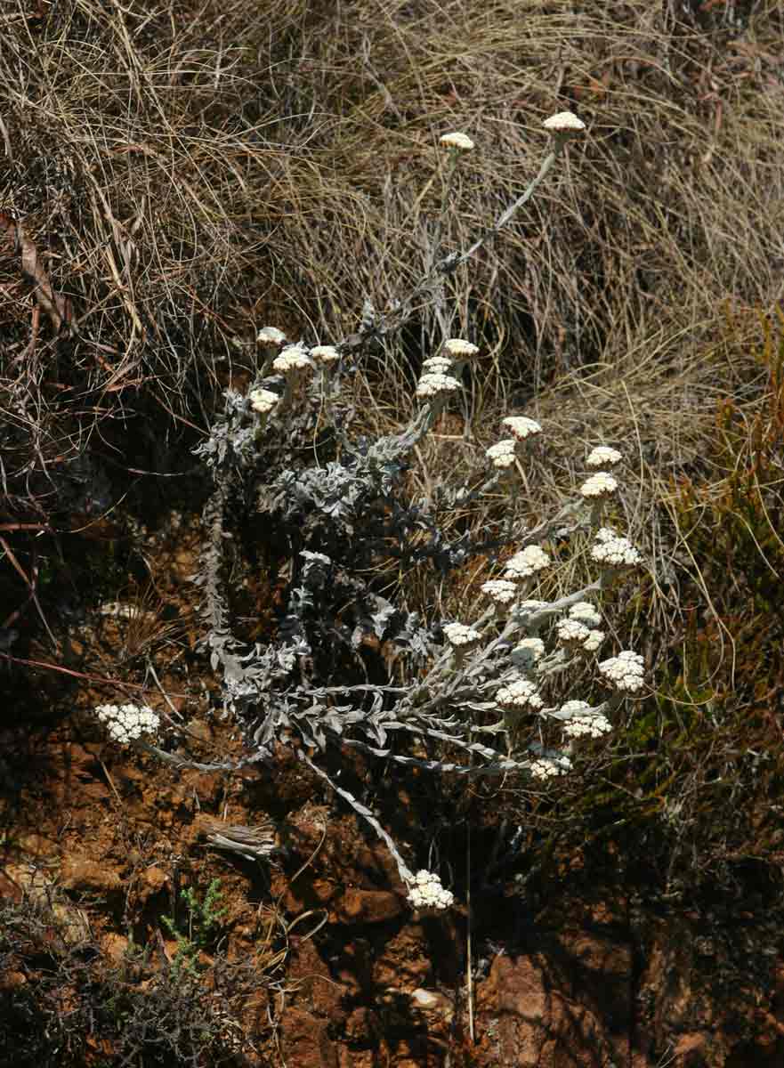 Helichrysum acervatum