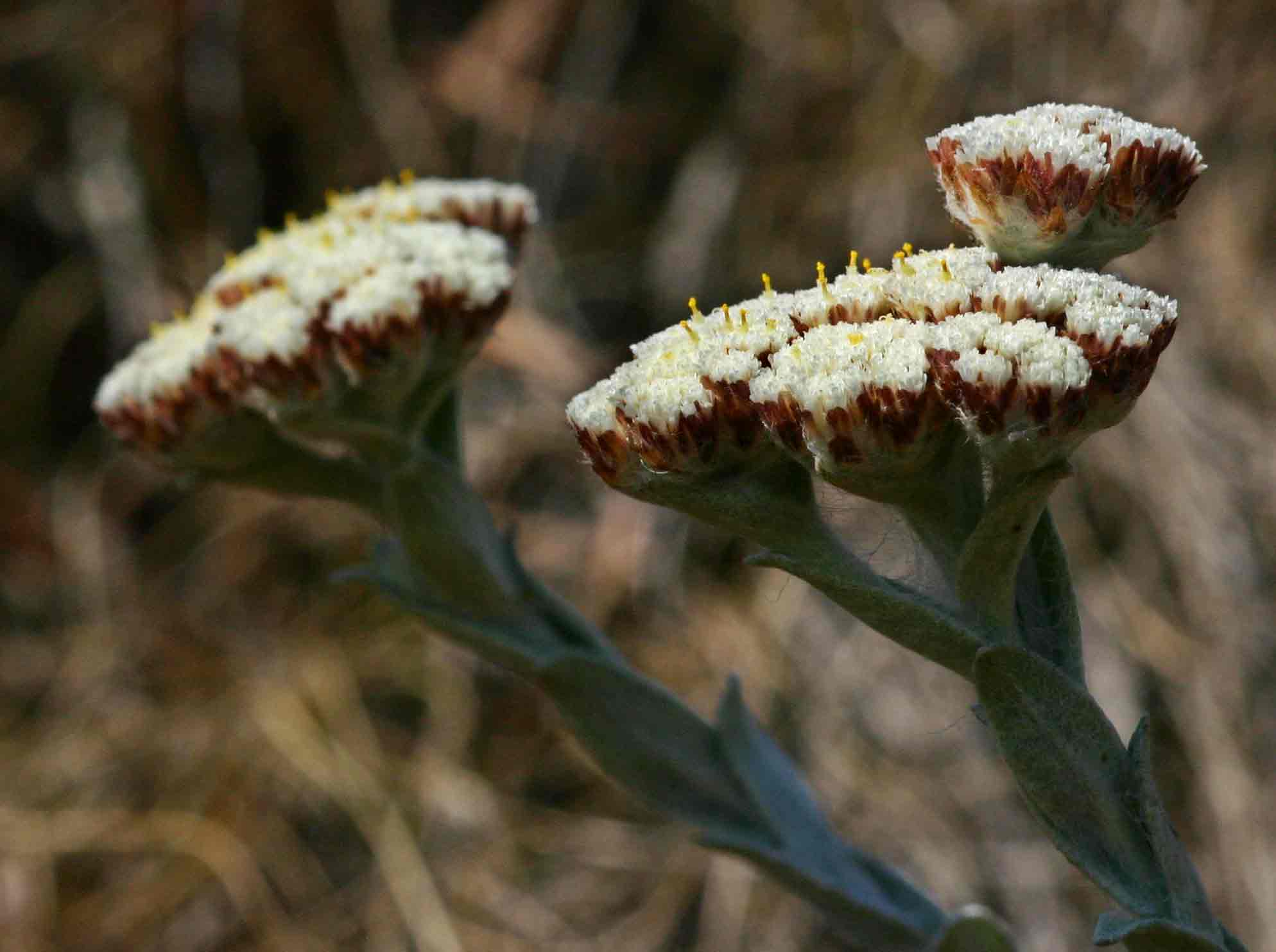 Helichrysum acervatum