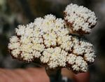 Helichrysum acervatum