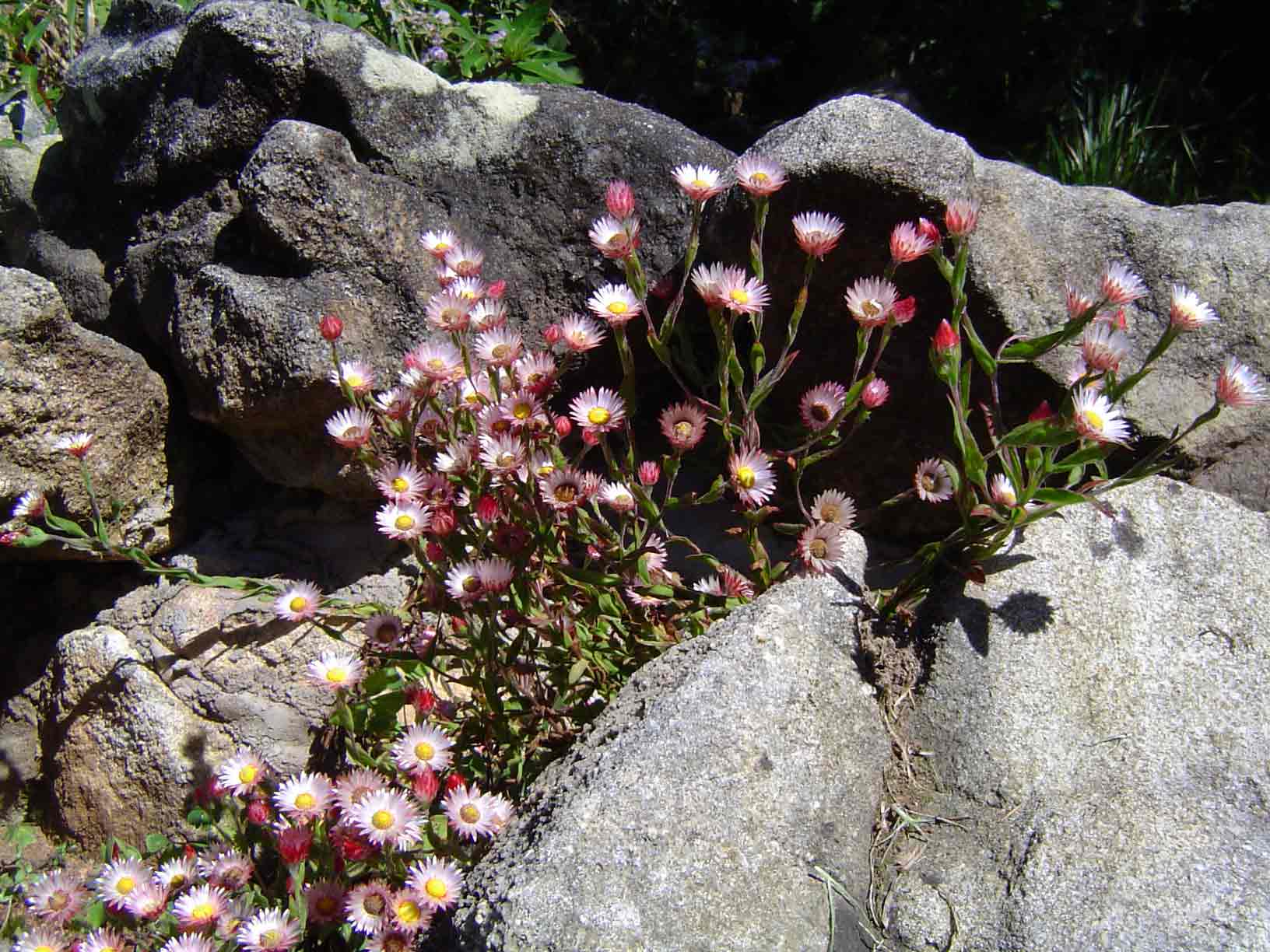 Helichrysum adenocarpum subsp. adenocarpum