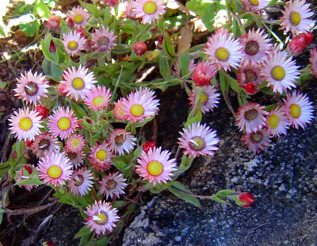 Helichrysum adenocarpum subsp. adenocarpum