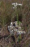 Helichrysum adenocarpum subsp. adenocarpum