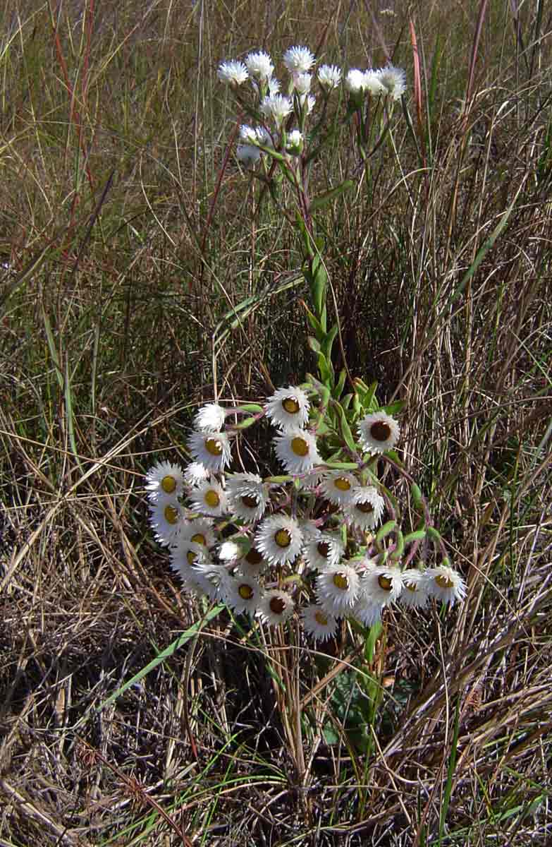 Helichrysum adenocarpum subsp. adenocarpum