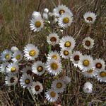 Helichrysum adenocarpum subsp. adenocarpum