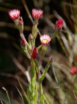 Helichrysum adenocarpum subsp. adenocarpum