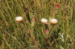 Helichrysum adenocarpum subsp. adenocarpum