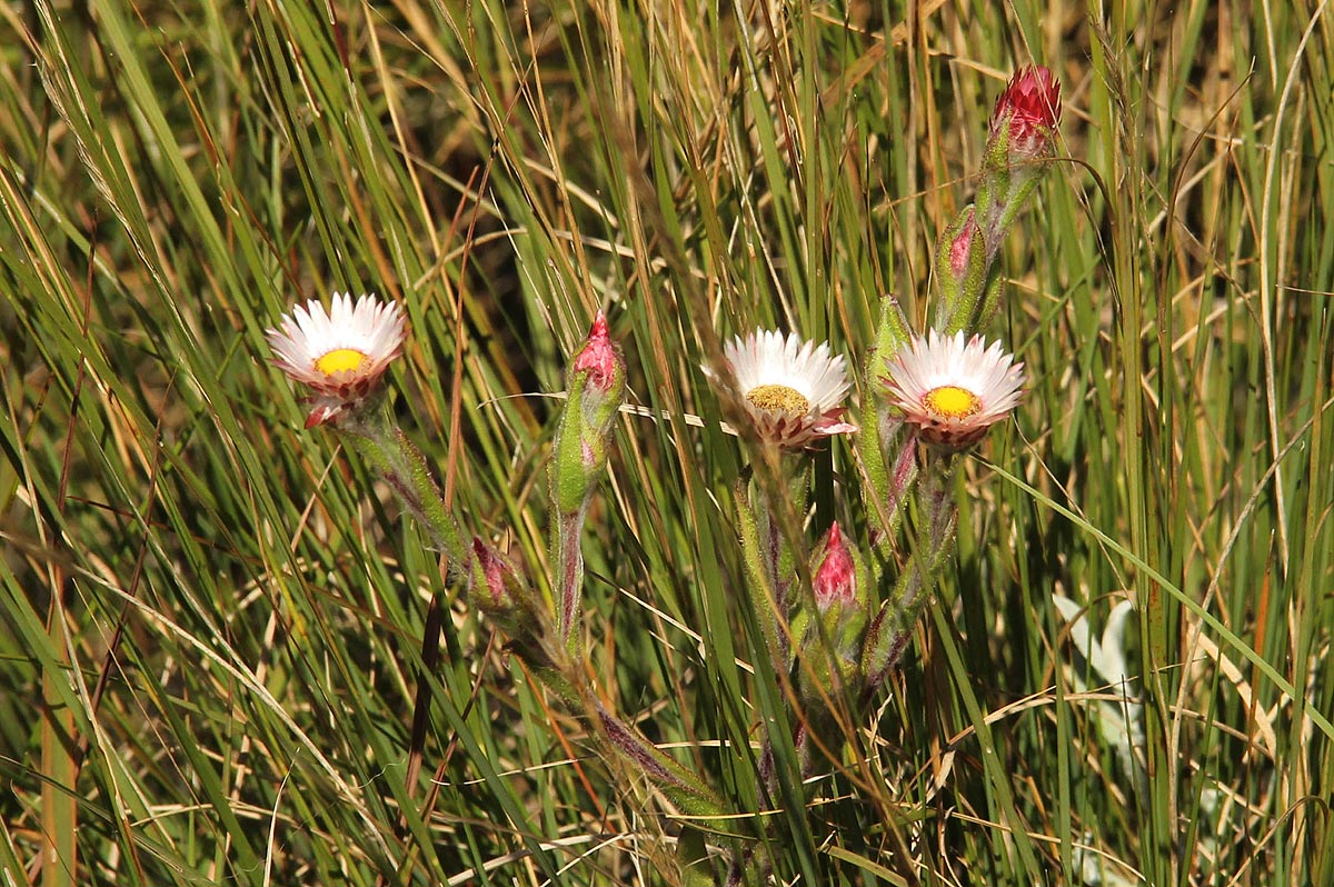 Helichrysum adenocarpum subsp. adenocarpum