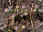 Helichrysum argyrosphaerum